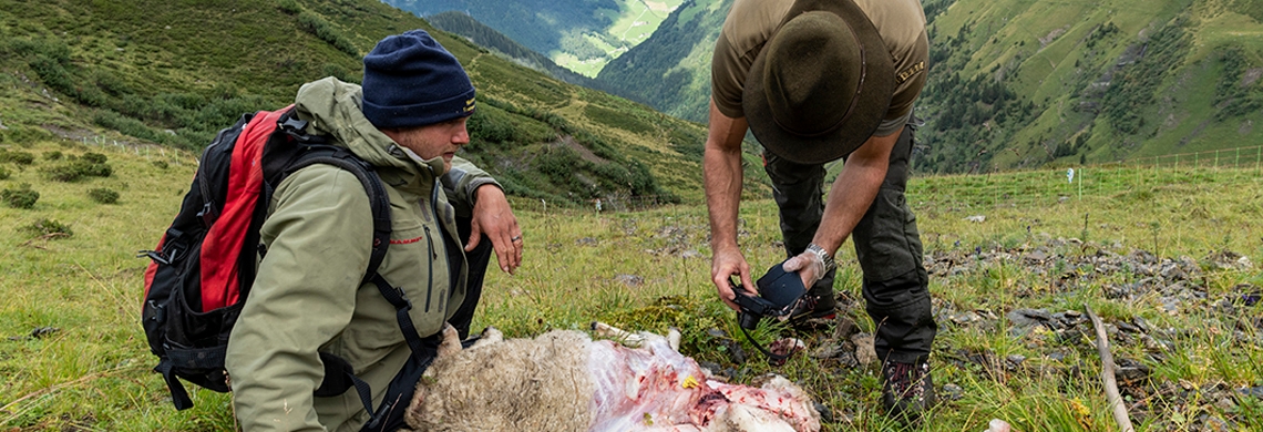 Ein Wildhüter untersucht ein gerissenes Schaf.